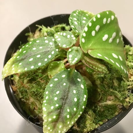 Sonerila sp. from Vietnam