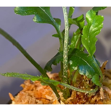Bolbitis subcardata 西表島産