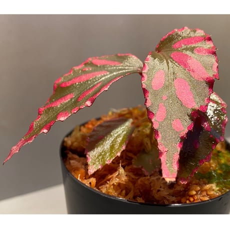 Begonia sp. ぼっち株 from Julau [R1214-01b]