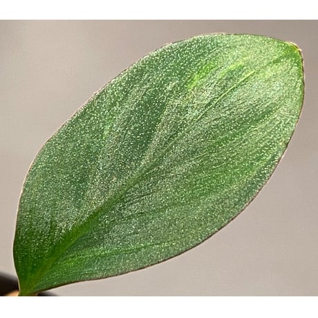 Homalomena sp. "Nanga pinoh" セミビロード Melawi Kal barat [TB]
