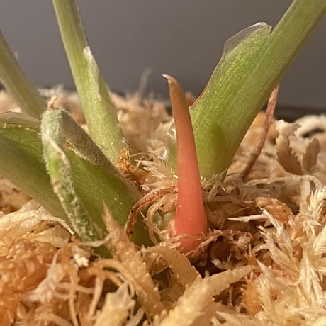 Homalomena hyb. Rec110-03 [K0320-f1] KZT