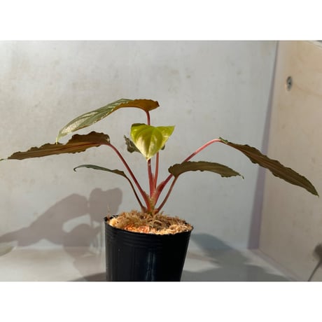 Homalomena sp. from Cameron Highlands [TK140717] ①