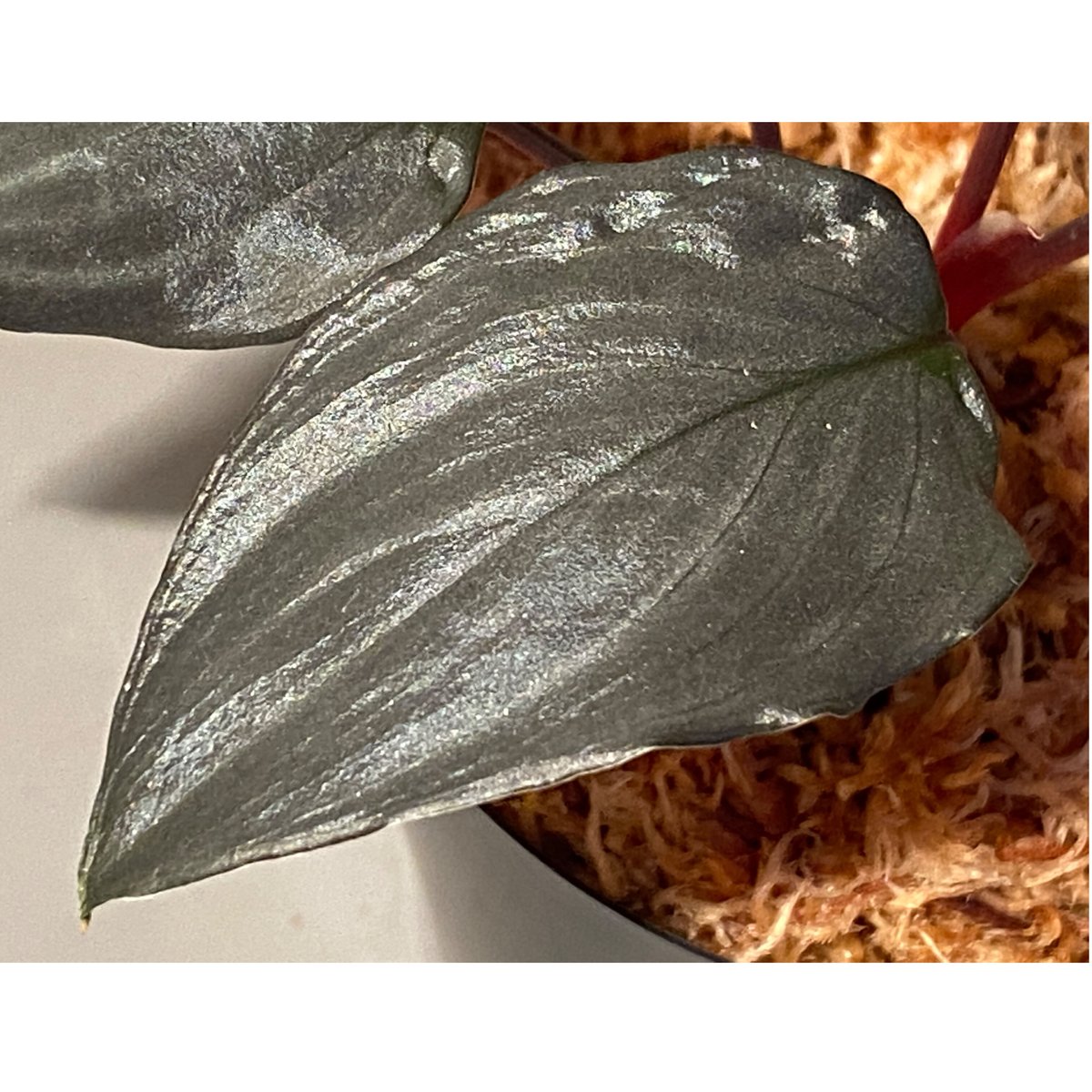 Homalomena sp.