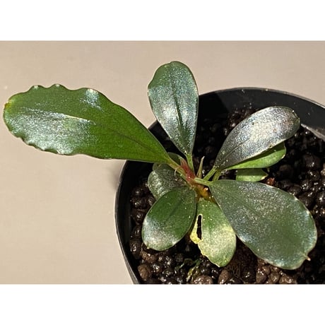 Bucephalandra sp. "Black Pearl"