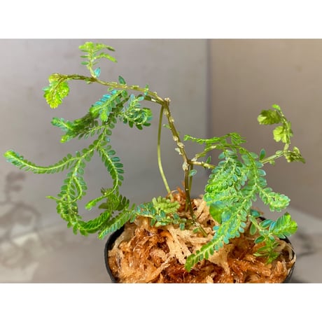 Selaginella willdenowii "variegata" 伊藤蟻植物農園