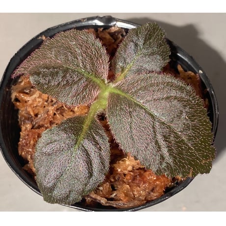 Unknown from Iquitos Peru [tanakay]