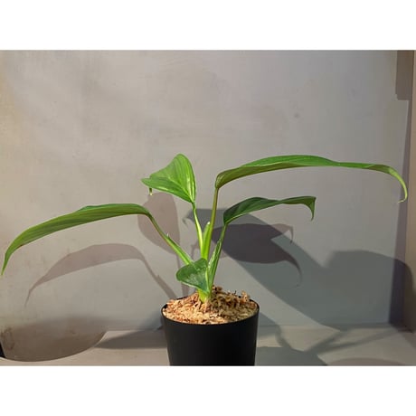 Philodendron sp. from Iquitos Peru [tanakay]
