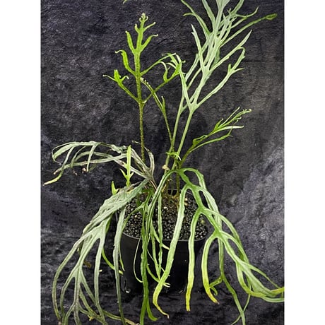 Microsorium sp. from Saripoi [LA0515-02]