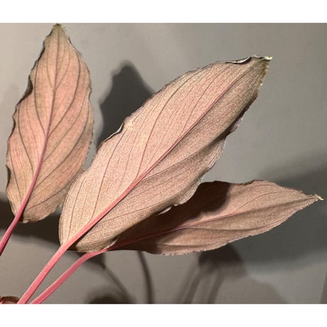 Homalomena sp. "Pink Velvet Long Leaf" from Kepulauan Riau