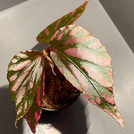 Begonia sp. ぼっち株 from Julau [R1214-01b]