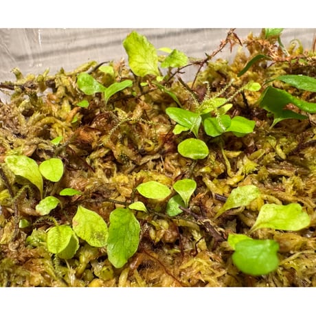 Microgramma heterophylla 伊藤蟻植物農園