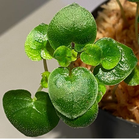 Geophila repens from Iquitos Peru [tanakay]