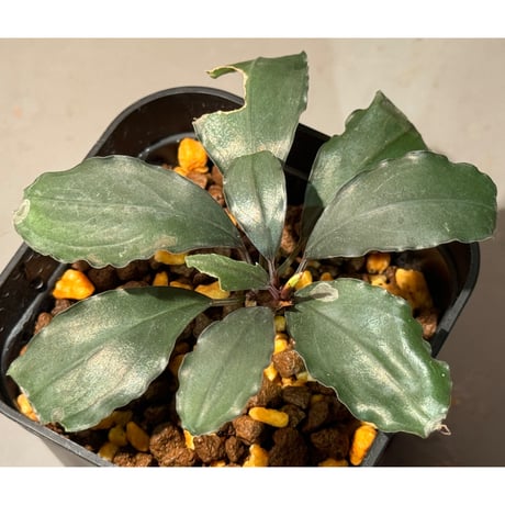 bucephalandra | STORES bucephalandra | STORES
