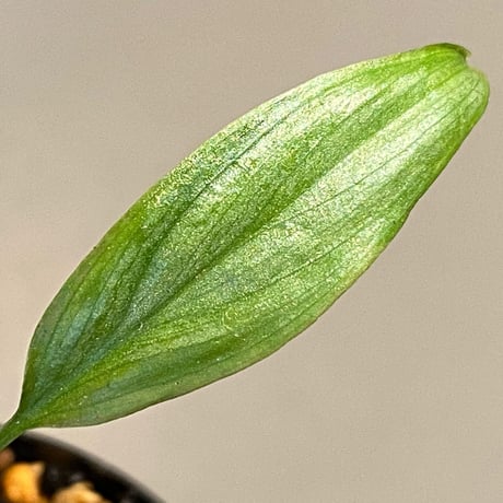 Homalomena sp. White leaf from "Pendang" Kal tengah [TB]