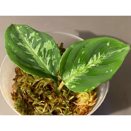 Aglaonema pictum モザイク CW1302 from Sumatra barat [TB]