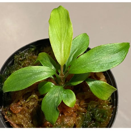 Homalomena cf. hasei from Aceh sumatera [LA1118-03]