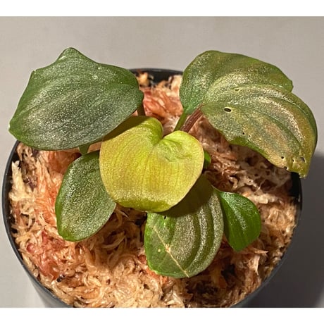 Homalomena sp. Red "Sabah-6" [R0515-03a] ①