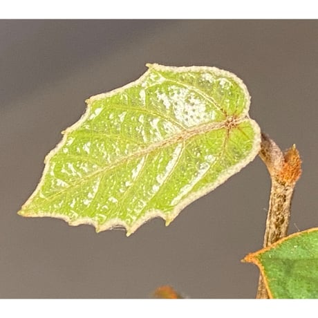 Pterisanthes sp. from Sabah-1 [R0515-01a]