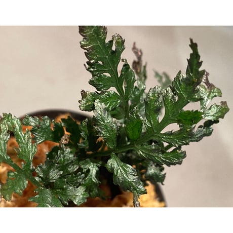 Bolbitis heteroclita cuspidata