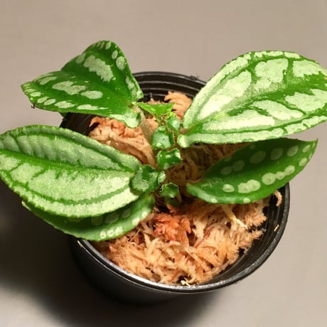Sonerila sp. from Jerteh