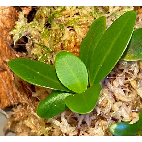 Pachycentria glauca