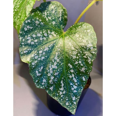Begonia sp. from Na Hang [YH1118] TK