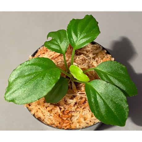 Homalomena sp. "Minimum" from Padan Utara [AZ0512-04]