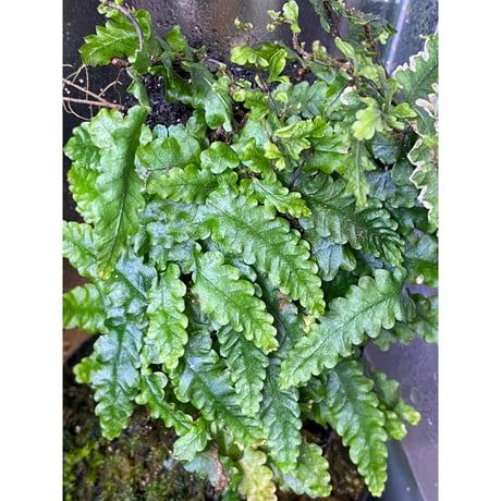 Teratophyllum "Birdwing-fern" from Bentong [AZ0117-3]
