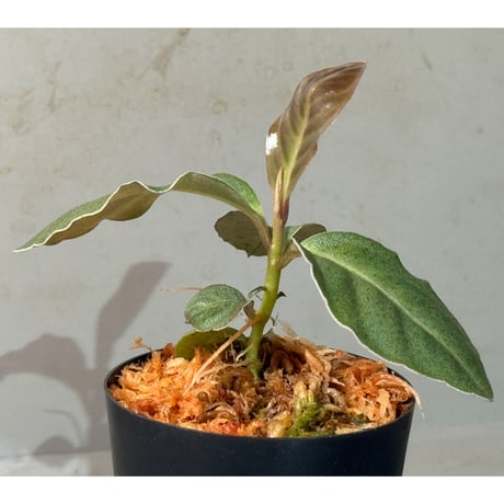 Ardisia sp. from Saripoi [LA0515-02]