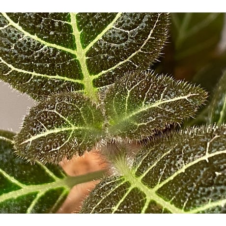 Pearcea hypocyrtiflora from Rio Napo Ecuador [tanakay] 白葉脈