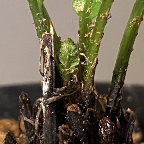 Blechnum obtusatum var. obtusatum from New Caledonia (固有種)