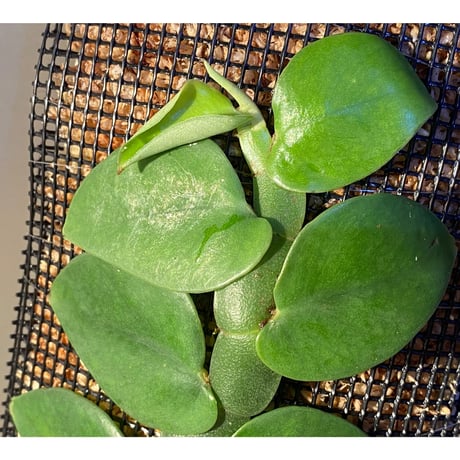 (特大株) Rhaphidophora sp. from Khlong Yai Trat Thailand ①