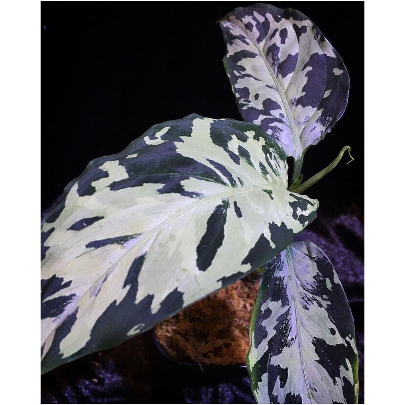 レア/国内育成株　アグラオネマ サンクニ　1株 レア/国内育成株 アグラオネマ サンクニ 1株