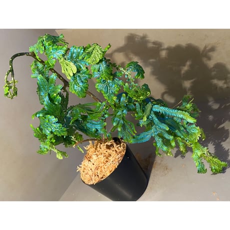 (大株) Selaginella sp.Pahang ①