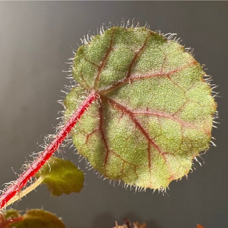 Begonia austroguangxiensis