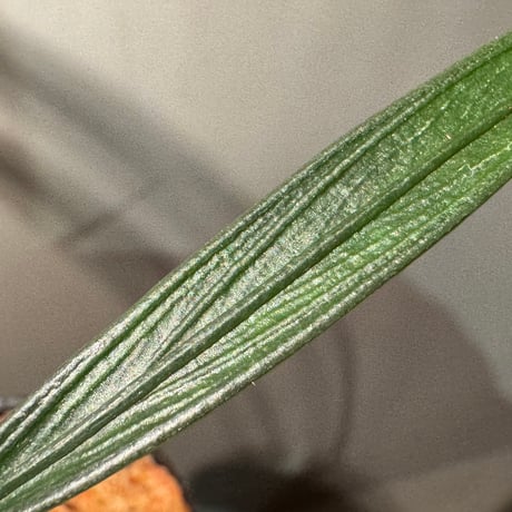 Josefia intricata (旧Aridarum perisai) from Central Kalimantan