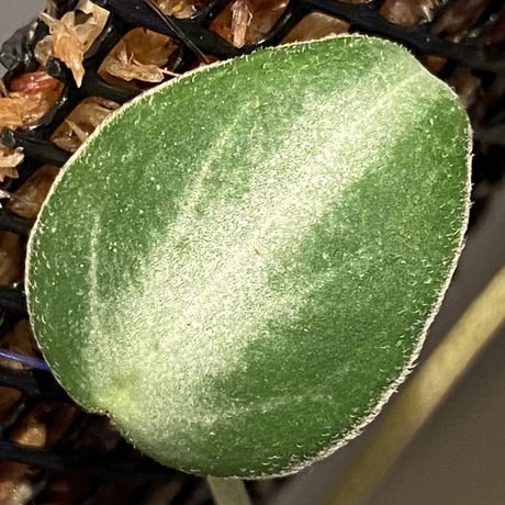 Peperomia eburnea