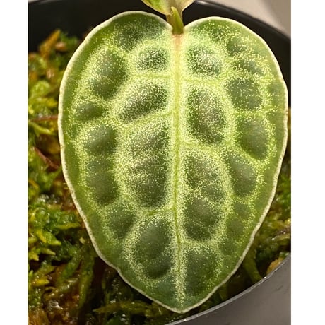 Ardisia sp. from Putussibau
