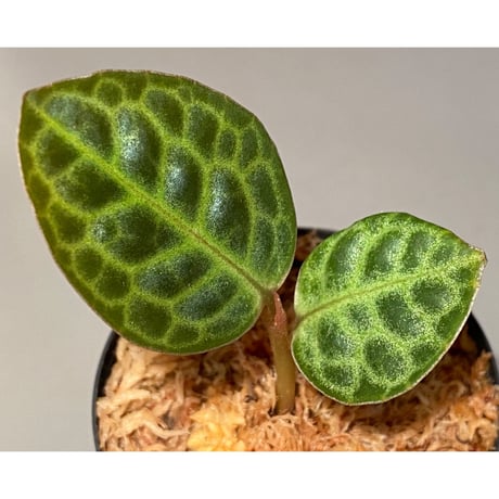 Ardisia sp. "Turtle Back" from Borneo