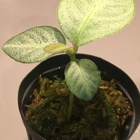 Ardisia sp. from Matang [TK160716]