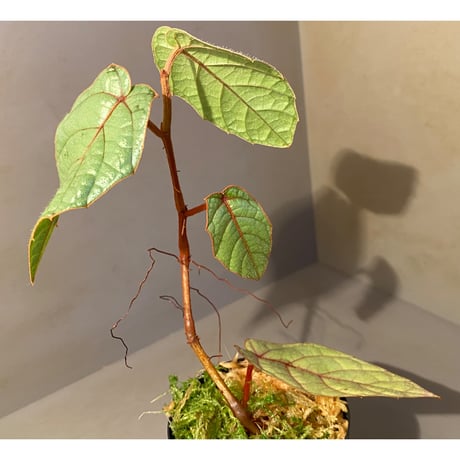 Pterisanthes sp. from Sabah-1 [R0515-01a]
