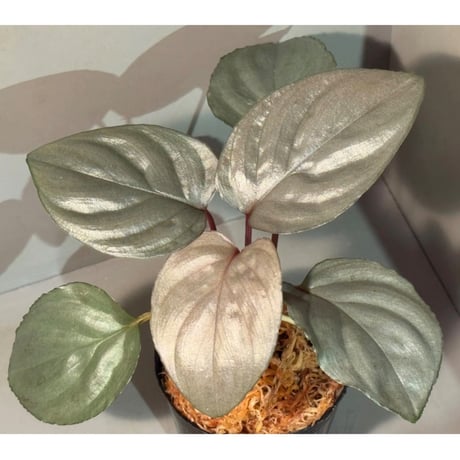 Homalomena sp. "Ultron Prime" from Riau Sumatera