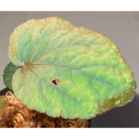 Begonia sp. from Bac Kan [YH1117] TK