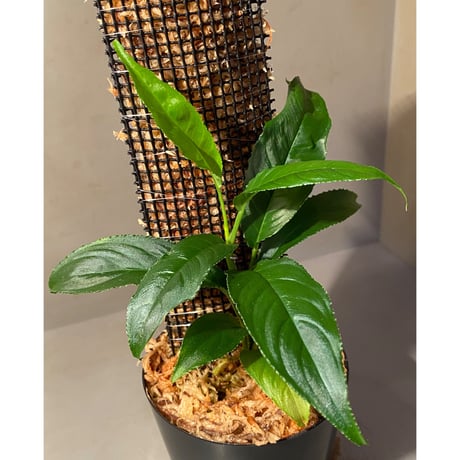 Unknown from Iquitos Peru [tanakay]