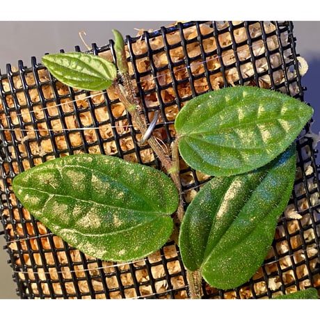 (大株) Piper sp. from India