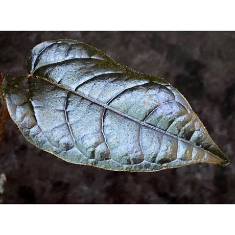 Pterisanthes sp. from Sidikalang [R0817-01c]