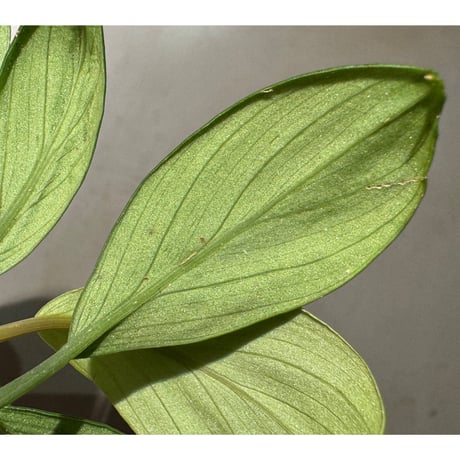 Homalomena sp. "Aceh selatan2" Sumatra [TB]
