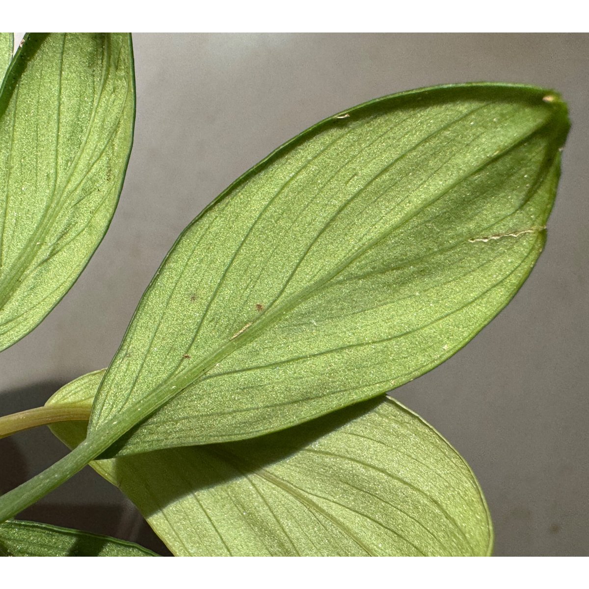 Homalomena sp. 