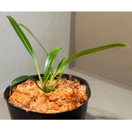 Pursegloveia cf. minima from Melawi West Kalimantan