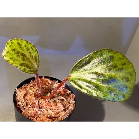 Begonia blancii